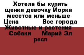 Хотела бы купить щенка девочку Йорка 2 месетса или меньше › Цена ­ 5 000 - Все города Животные и растения » Собаки   . Марий Эл респ.